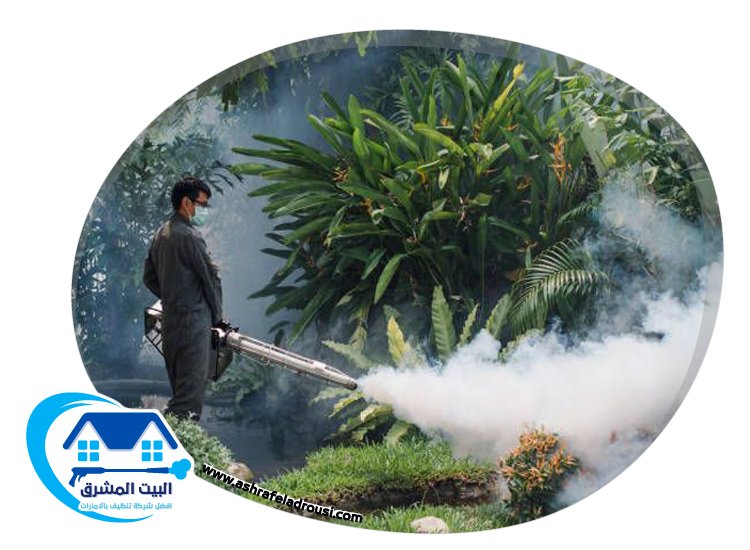 شركة مكافحة حشرات في دبي