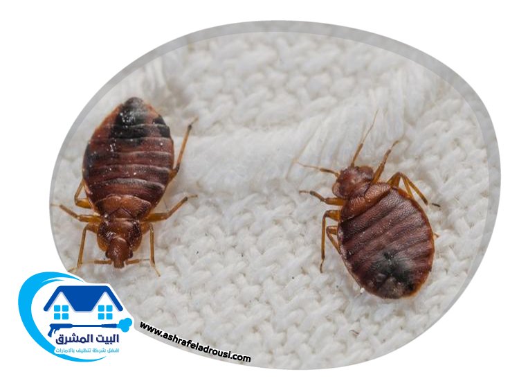 شركة مكافحة بق الفراش في دبي