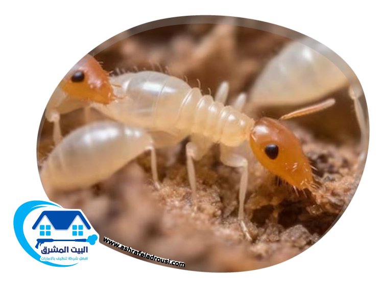 شركة مكافحة الرمة في راس الخيمة