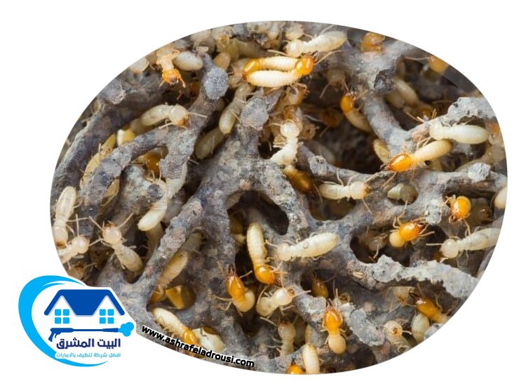 شركة مكافحة الرمة في راس الخيمة