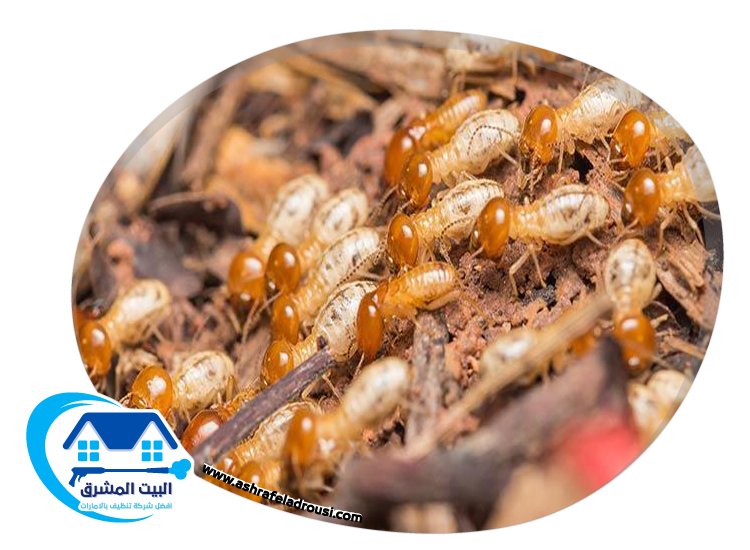 شركة مكافحة الرمة في ام القيوين