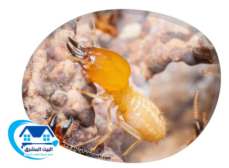شركة مكافحة الرمة في ام القيوين