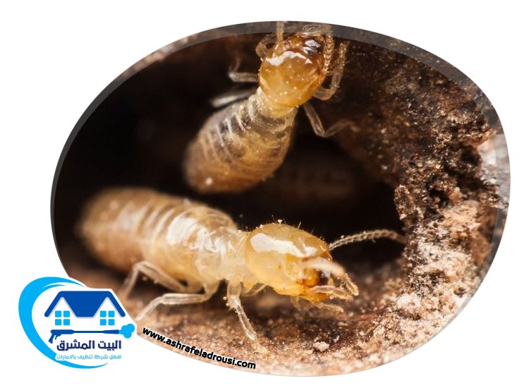شركة مكافحة الرمة في ام القيوين