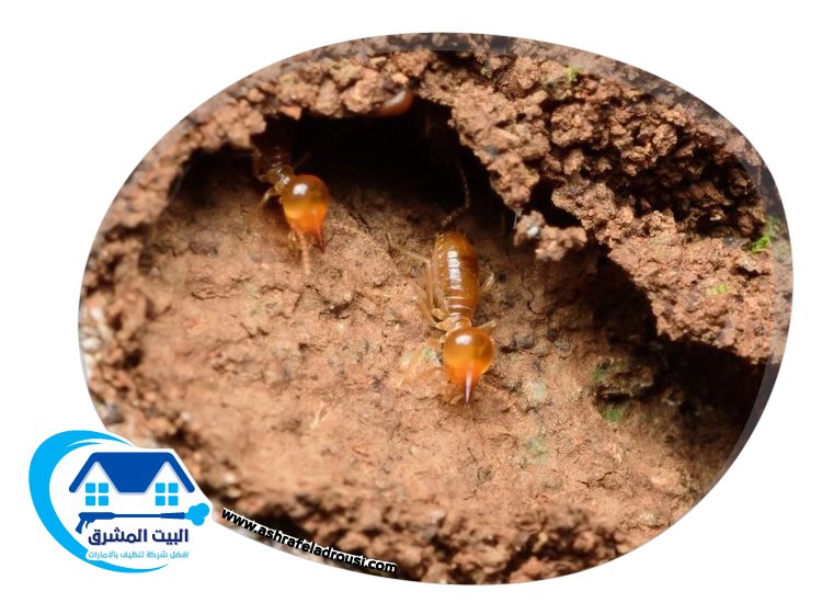 شركة مكافحة الرمة في الامارات
