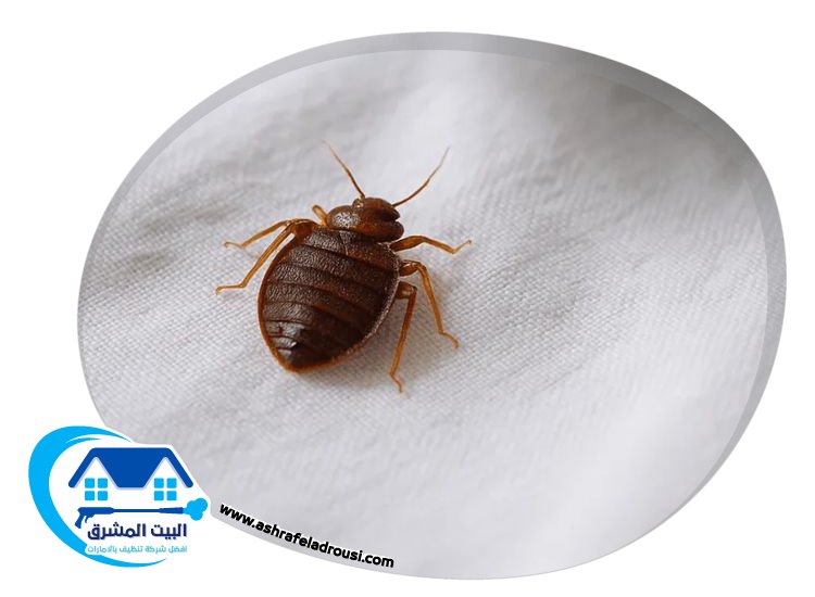 شركة مكافحة بق الفراش في عجمان