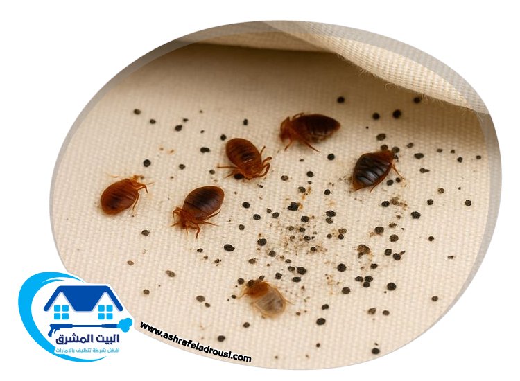 شركة مكافحة بق الفراش في عجمان
