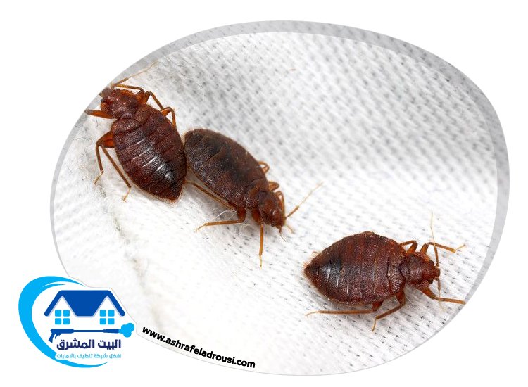 شركة مكافحة بق الفراش في عجمان