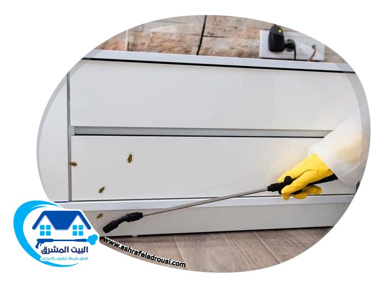 شركة مكافحة الصراصير في الامارات