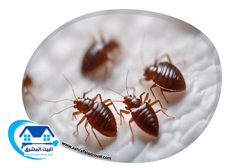 شركة مكافحة بق الفراش في عجمان