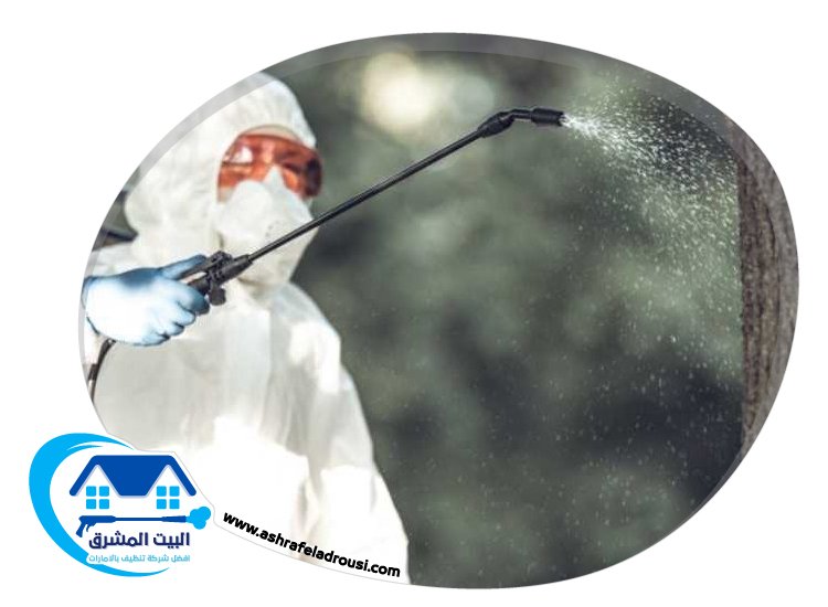 شركة مكافحة الصراصير في عجمان