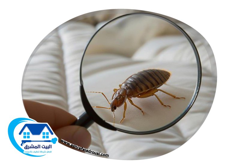 شركة مكافحة بق الفراش في الشارقة