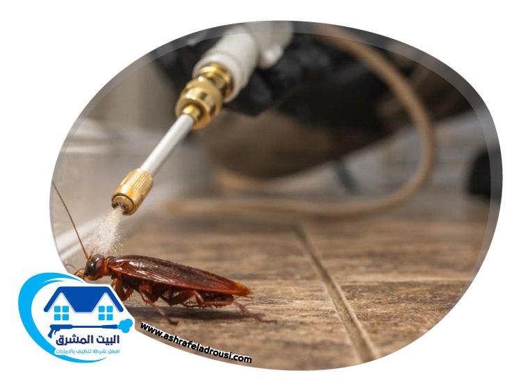 شركة مكافحة الصراصير في دبي