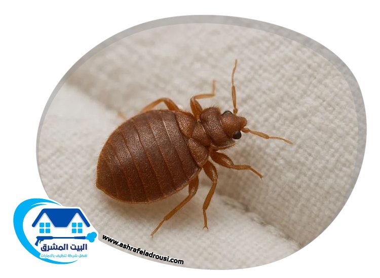 شركة مكافحة بق الفراش في الشارقة