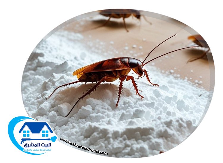 شركة مكافحة الصراصير في عجمان