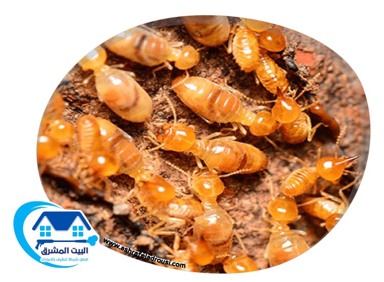 شركة مكافحة الرمة في دبي