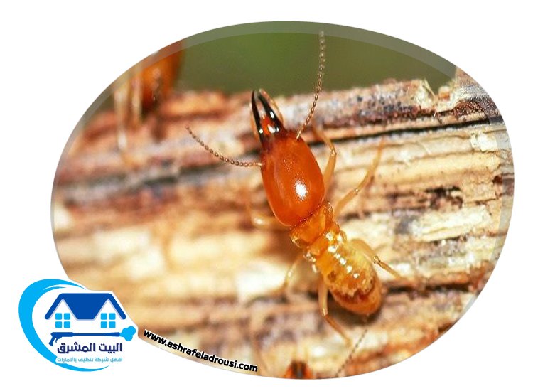 شركة مكافحة الرمة في دبي