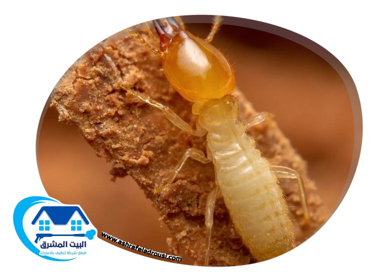 شركة مكافحة الرمة في الشارقة