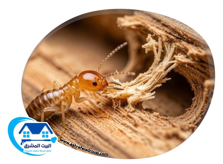 شركة مكافحة الرمة في الشارقة