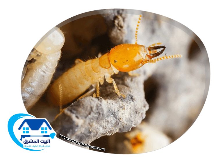 شركة مكافحة الرمة في الشارقة