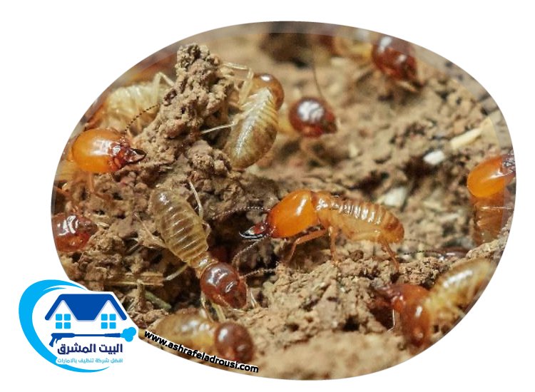 شركة مكافحة الرمة في الشارقة