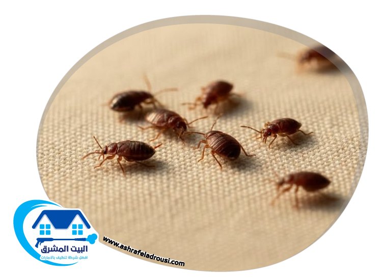 شركة مكافحة بق الفراش في ام القيوين