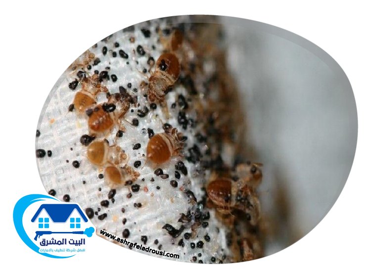 شركة مكافحة بق الفراش في الامارات