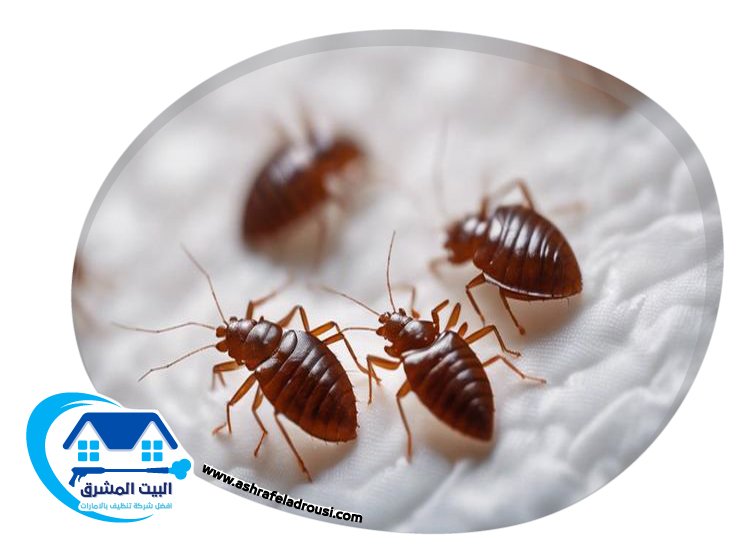 شركة مكافحة بق الفراش في الامارات