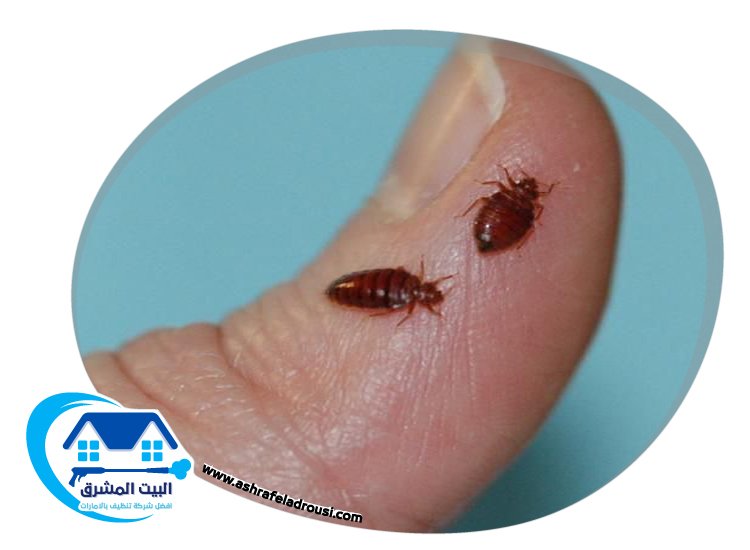 شركة مكافحة بق الفراش في ام القيوين