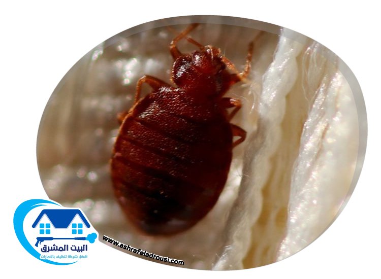 شركة مكافحة بق الفراش في الامارات