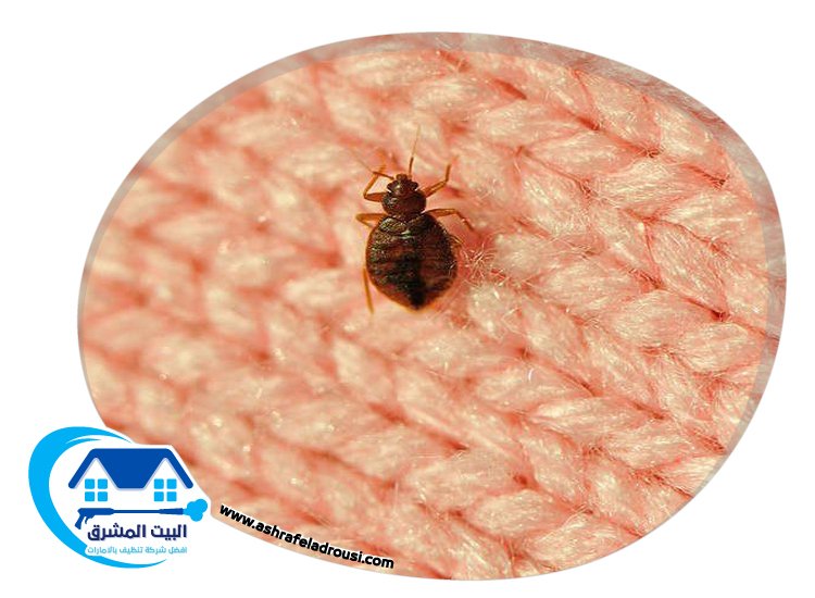 شركة مكافحة بق الفراش في راس الخيمة