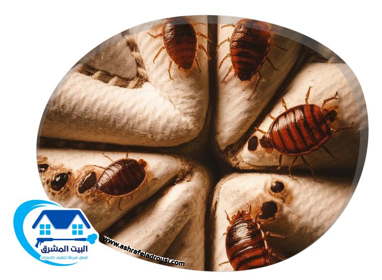 شركة مكافحة بق الفراش في راس الخيمة