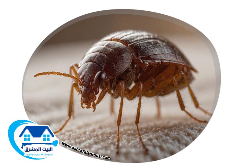 شركة مكافحة بق الفراش في الفجيرة