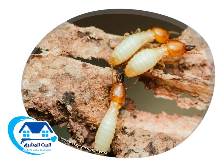 شركة مكافحة الرمة في الحمرية