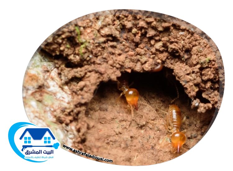 شركة مكافحة الرمة في الحمرية