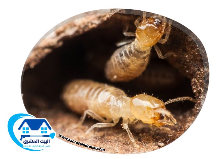 شركة مكافحة الرمة في السهول